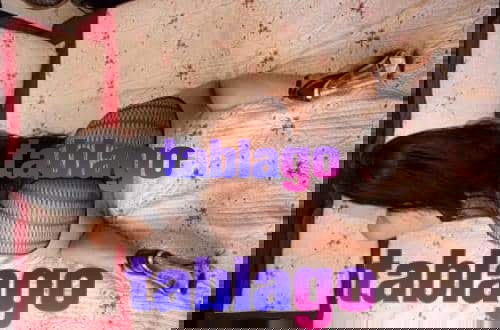 Exótica femenina trans Bianca  versátil complaciente activa pasiva